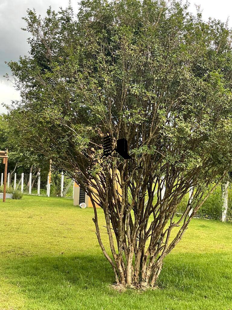 Sítio, 3 quartos, 1800 m² - Foto 25