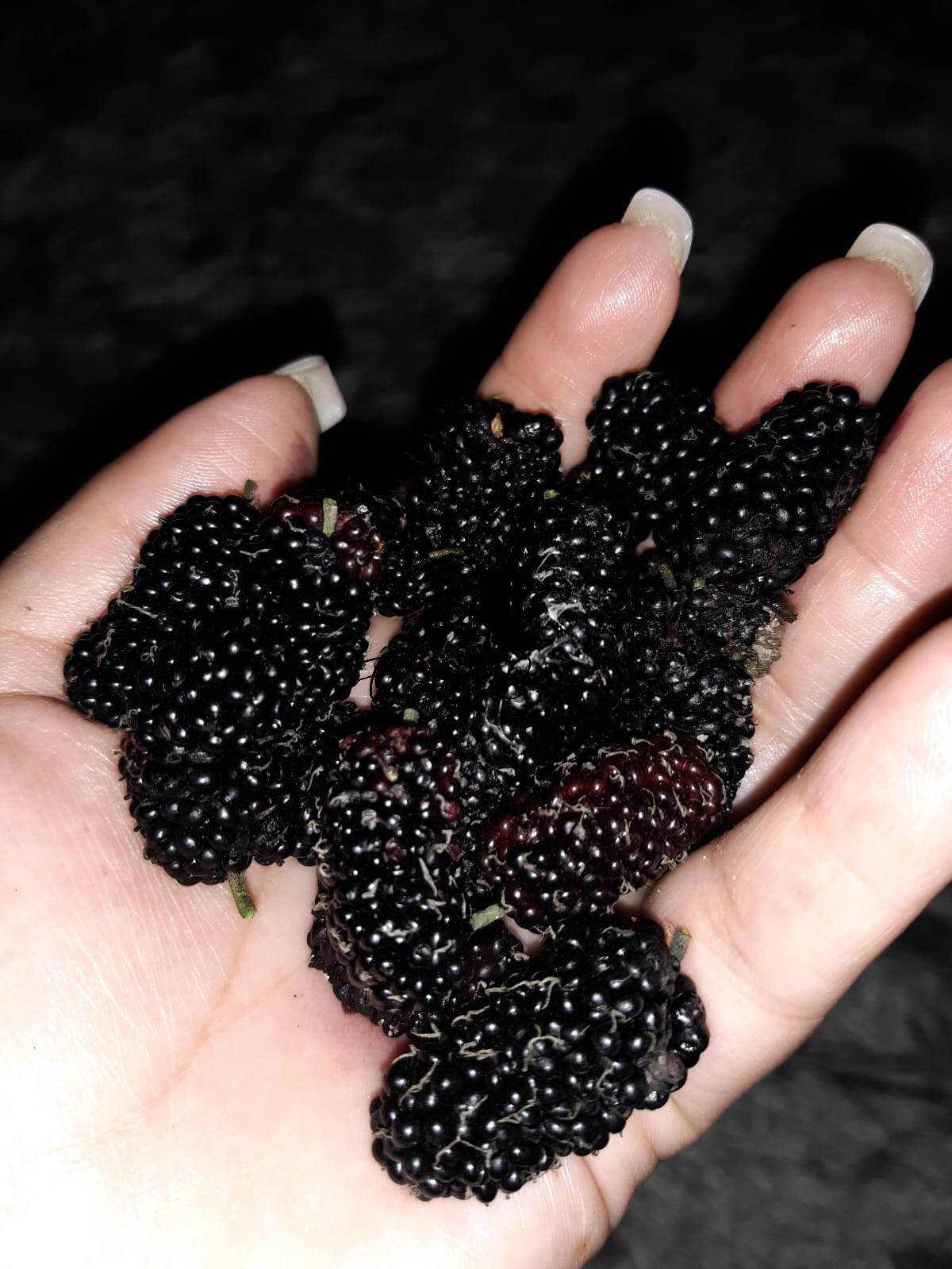 Sítio, 4 quartos, 2500 m² - Foto 27